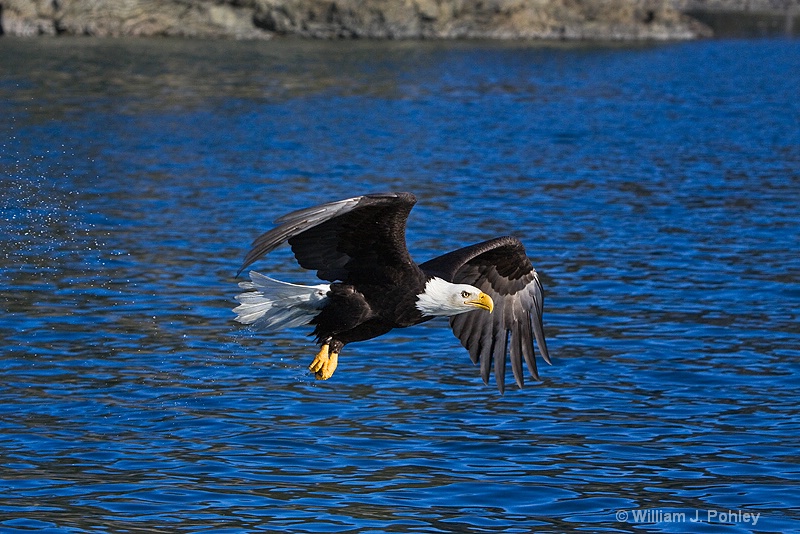 bald eagle 0098 - ID: 8194241 © William J. Pohley