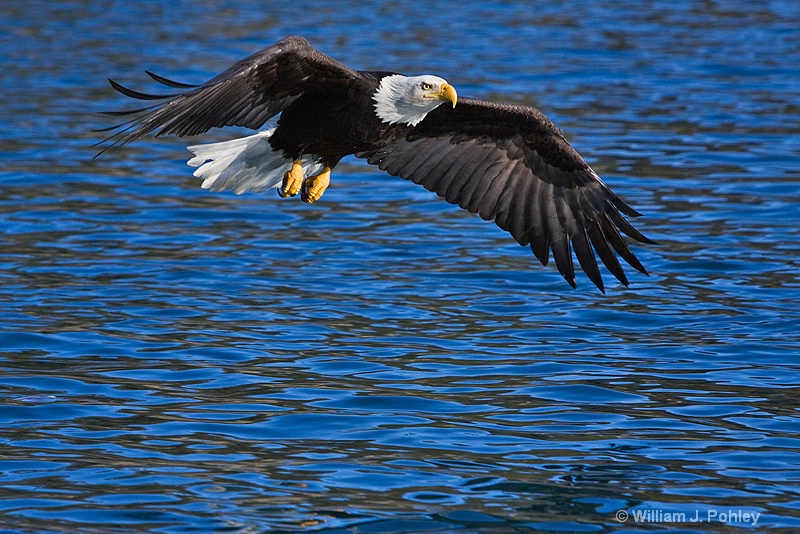 bald eagle 0100 - ID: 8194243 © William J. Pohley