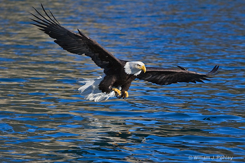 bald eagle 0101 - ID: 8194244 © William J. Pohley