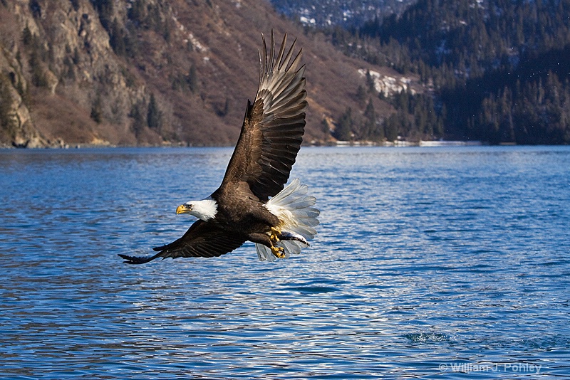 bald eagle 0102 - ID: 8194245 © William J. Pohley