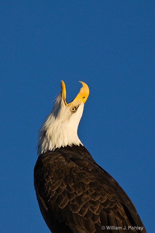 bald eagle 0108 - ID: 8194250 © William J. Pohley