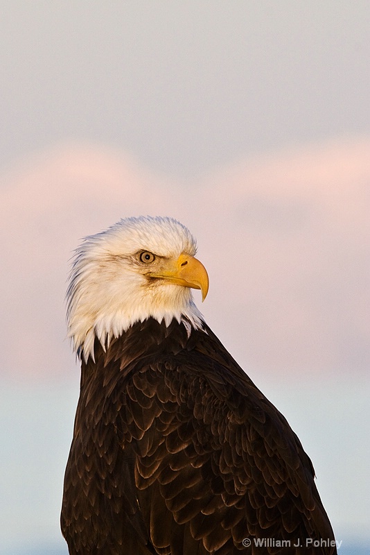 bald eagle 0109 - ID: 8194251 © William J. Pohley
