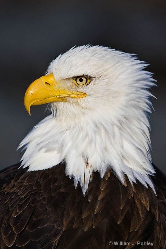 bald eagle 0111 - ID: 8194255 © William J. Pohley