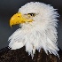 © William J. Pohley PhotoID # 8194255: bald eagle 0111