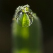 Dewdrop on Grass ...