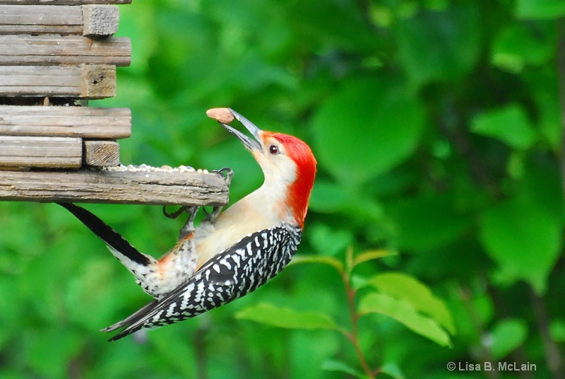 Woody Woodpecker Gets the Prize