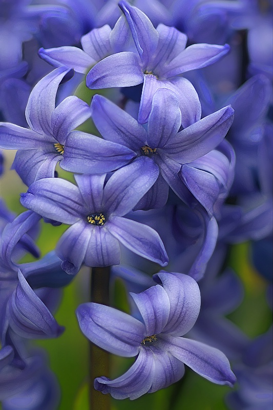 Hyacinth