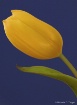 Sunny Tulip