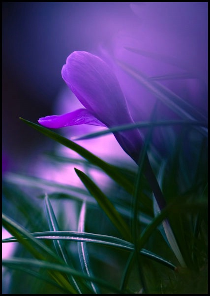 crocus