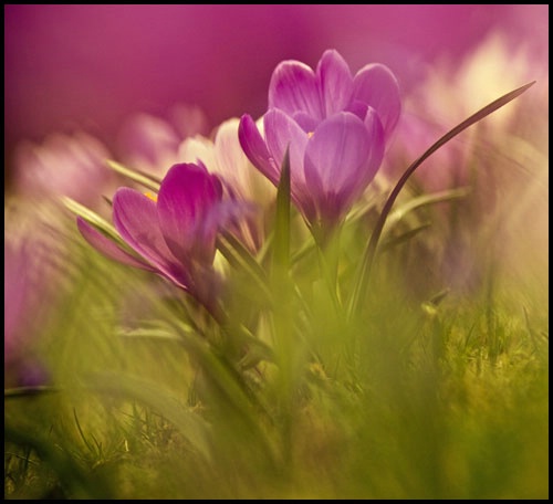 crocus