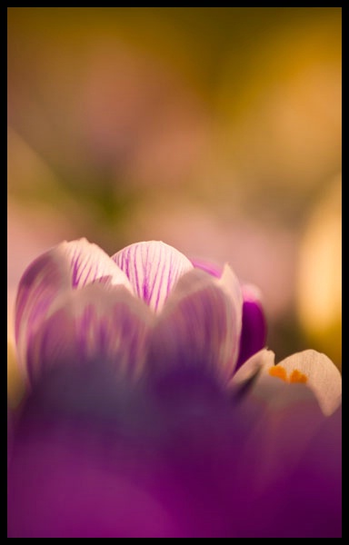 crocus