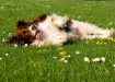 Clover