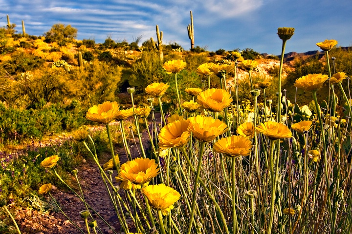 Desert Springtime