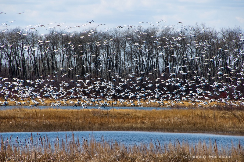Arrival Of The Snow Geese