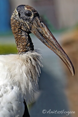 Wood Stork