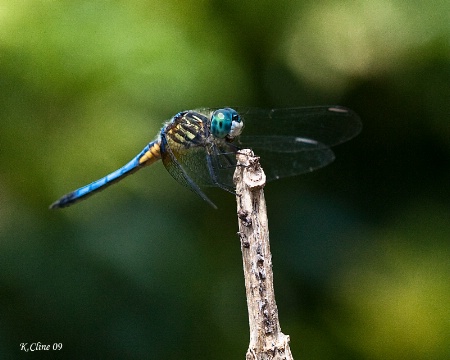 DragonFly 