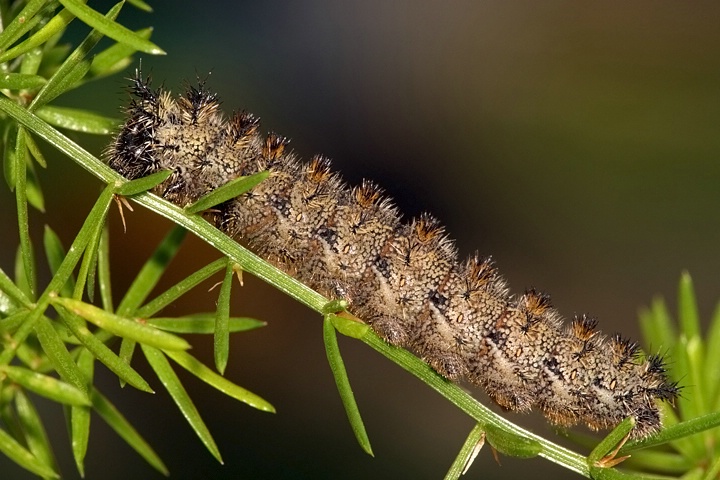  Brushfoot Caterpillar 