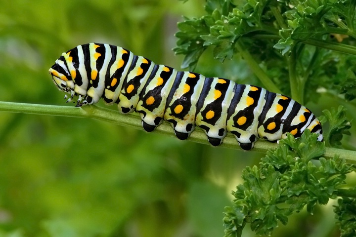 Swallowtail Caterpillar 