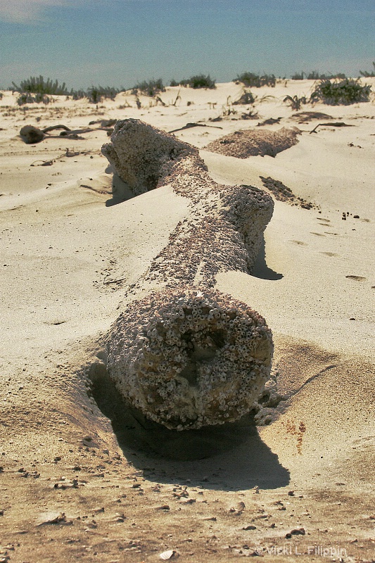 Bug's-Eye Barnacles