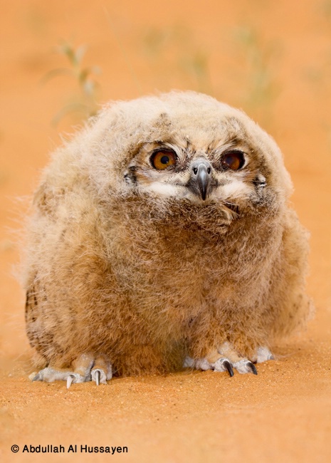 Baby Owl