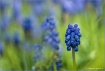 Spring..