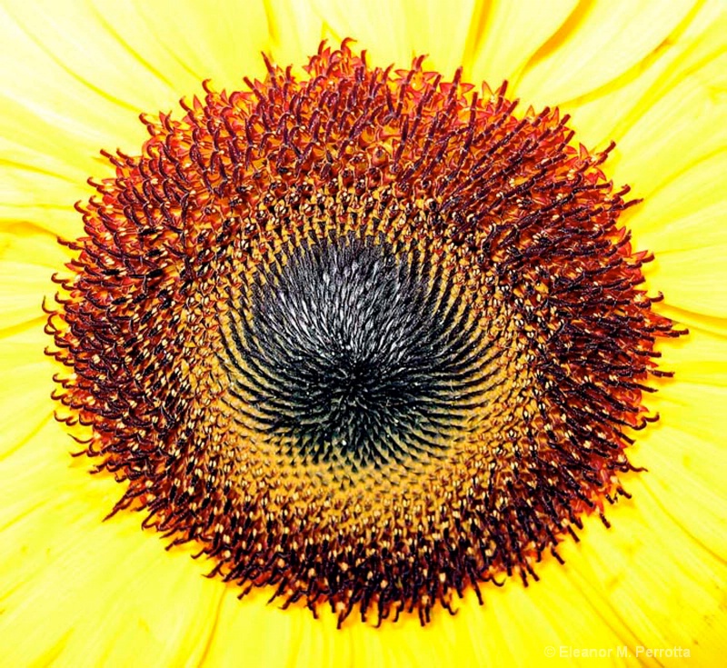 "Sunflower Center"