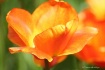 Spring in Seattle...