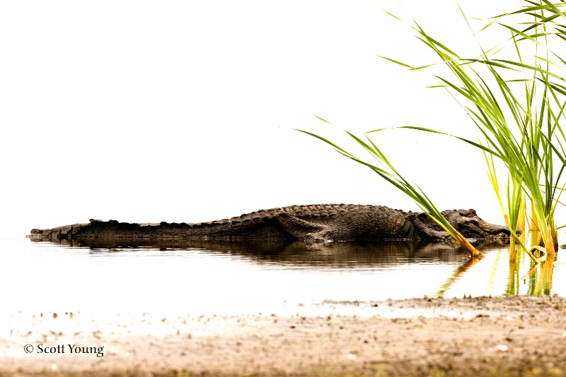 Alligator, Myakka River State Park, FL - ID: 8207974 © Richard S. Young