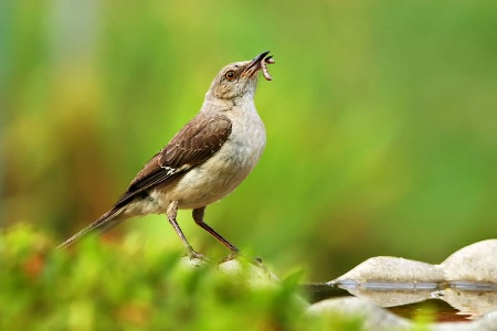 Mockingbird With Worm