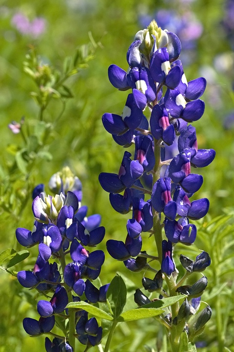 Sunny Bluebonnets 