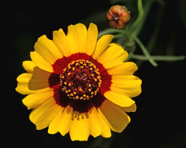 Plains Coreopsis 