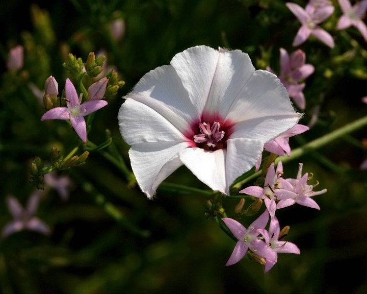 Bindweed Flower 