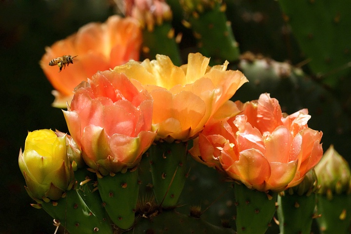 Prickly Pear 