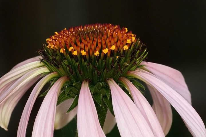 Echinacea 