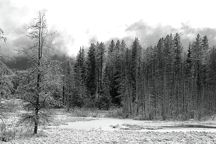 Montana Meadow in Winter - ID: 8208859 © Larry J. Citra