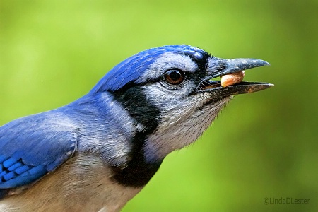 BlueJay Out My Window