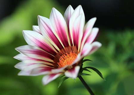 Spring Gazania