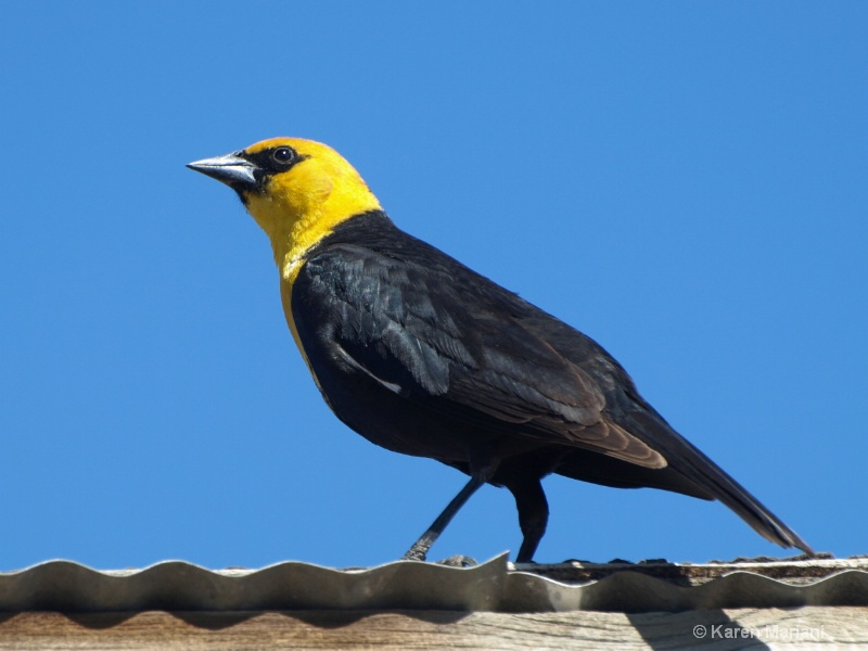 Yellow Headed Blackbird