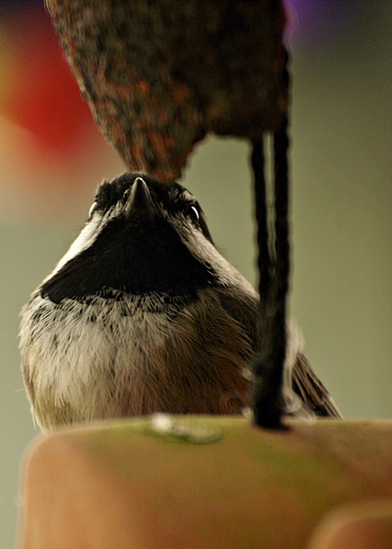 When A Bird Feeder Becomes A Home