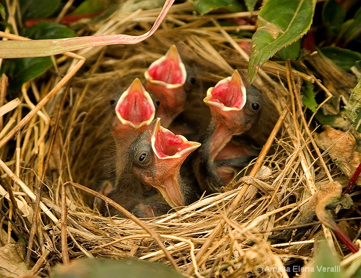 Feed Me!!