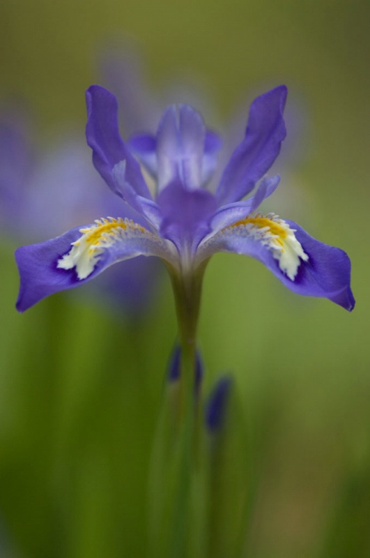 Dwarf Iris - ID: 8219209 © Karen L. Messick