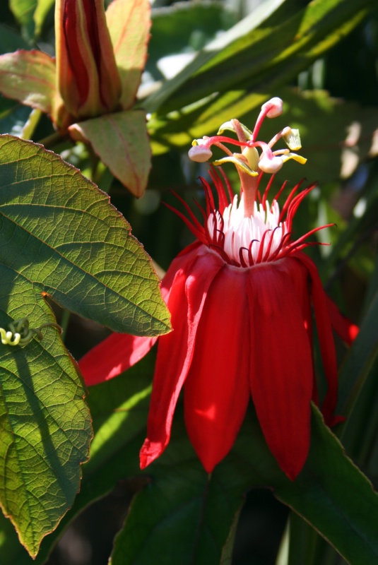 Red Beauty