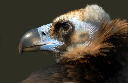 Eurasion Black Vulture