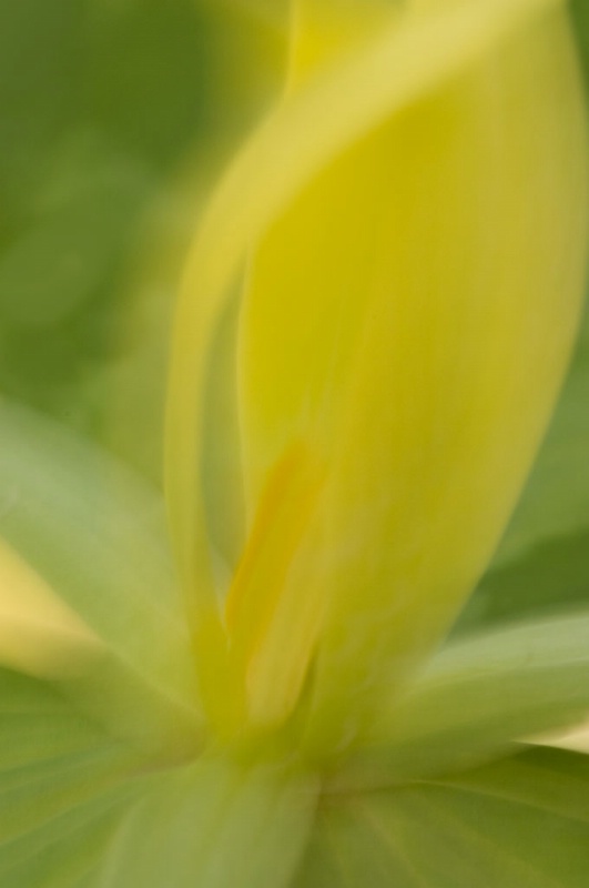 Yellow Trillium - ID: 8219271 © Karen L. Messick