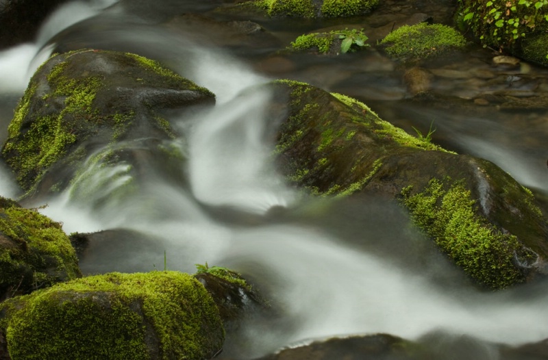 Mossy Run - ID: 8219282 © Karen L. Messick