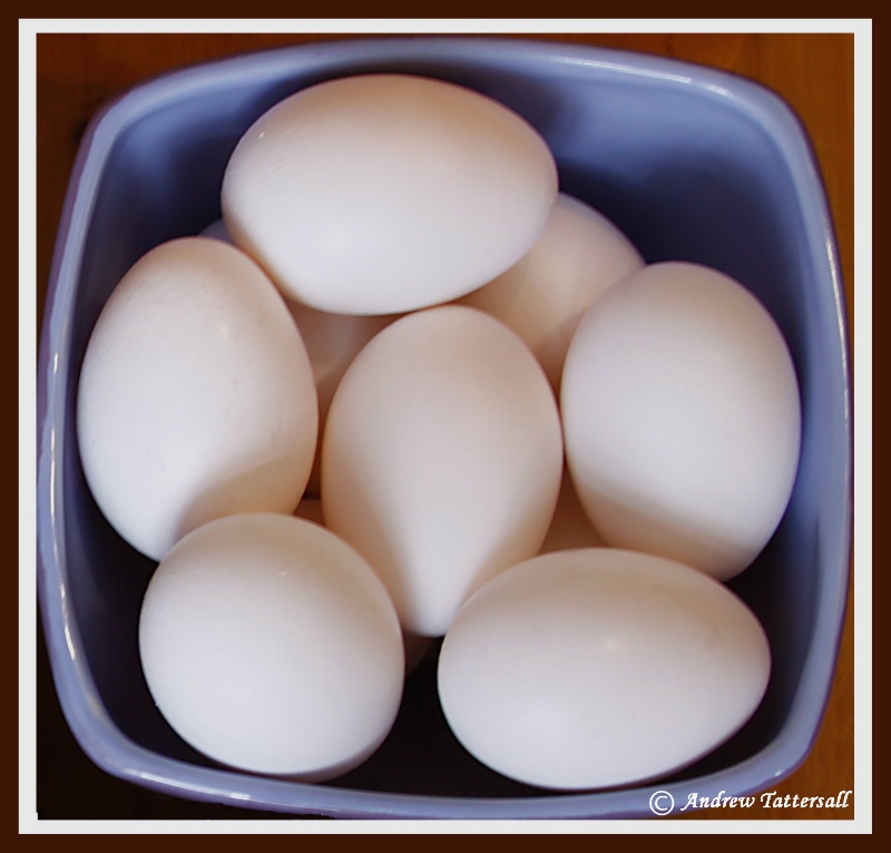 Eggs (White Subject)