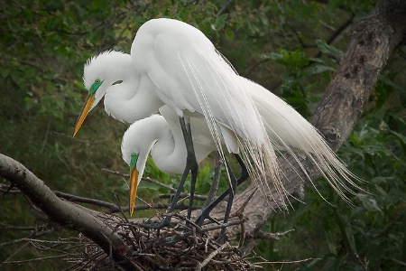 Nesting Pair