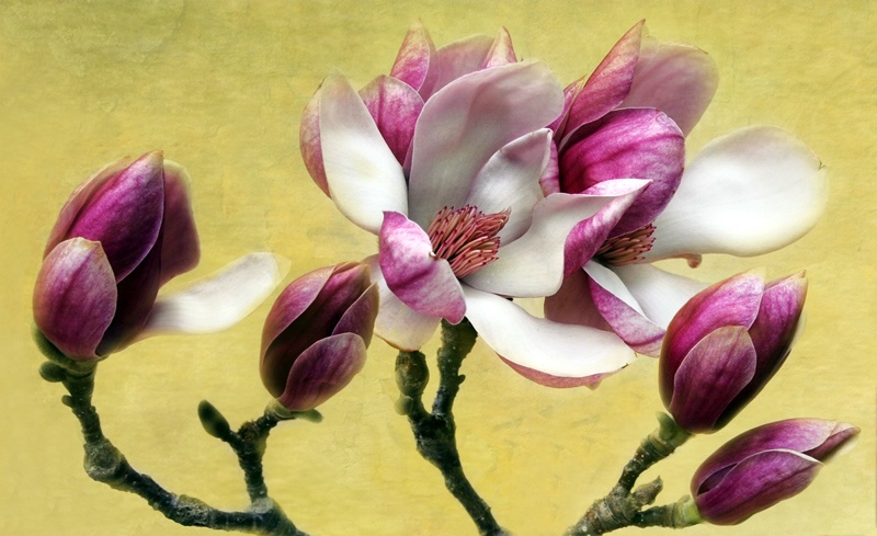 Magnolias #2