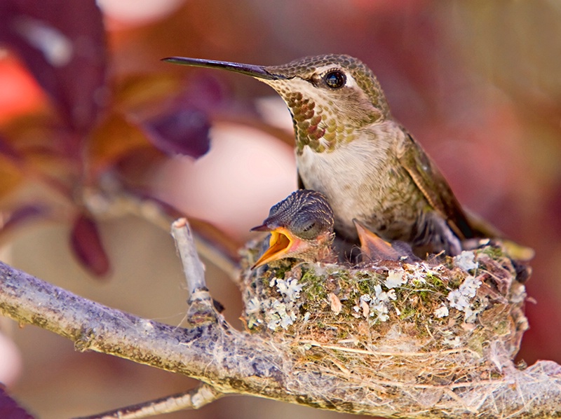 Life, the Beginning - ID: 8222197 © Leslie J. Morris