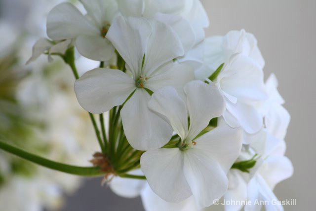 White Geranium, #2